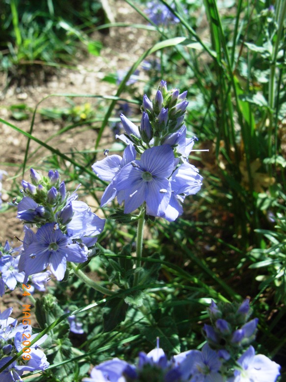 Veronica orsiniana / Veronica di Orsini